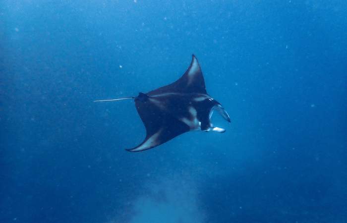 bora-bora-snorkeling-manta-ray-combo-day-cruiser-boat-lagoon-tour-atv-quad