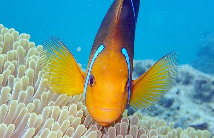 clown-fish-bora-bora-snokeling-half-day-group-tour-day-cruiser-boat