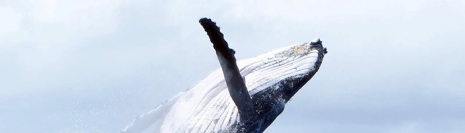 bora-bora-whale-watching-day-cruiser-boat-group-tour