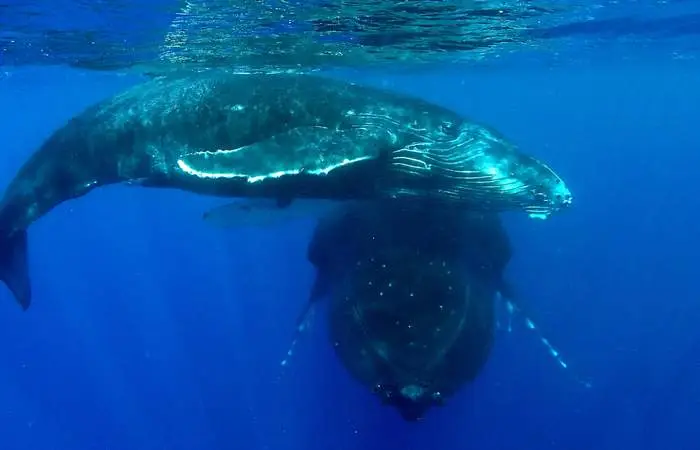 private-half-day-cruiser-boat-whale-watching-tour-bora-bora