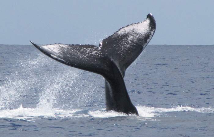 humback-whale-watching-tour-bora-bora-private-tour-cruiser-boat