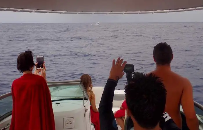 whale-watching-in-bora-bora-private-day-cruiser-boat-tour