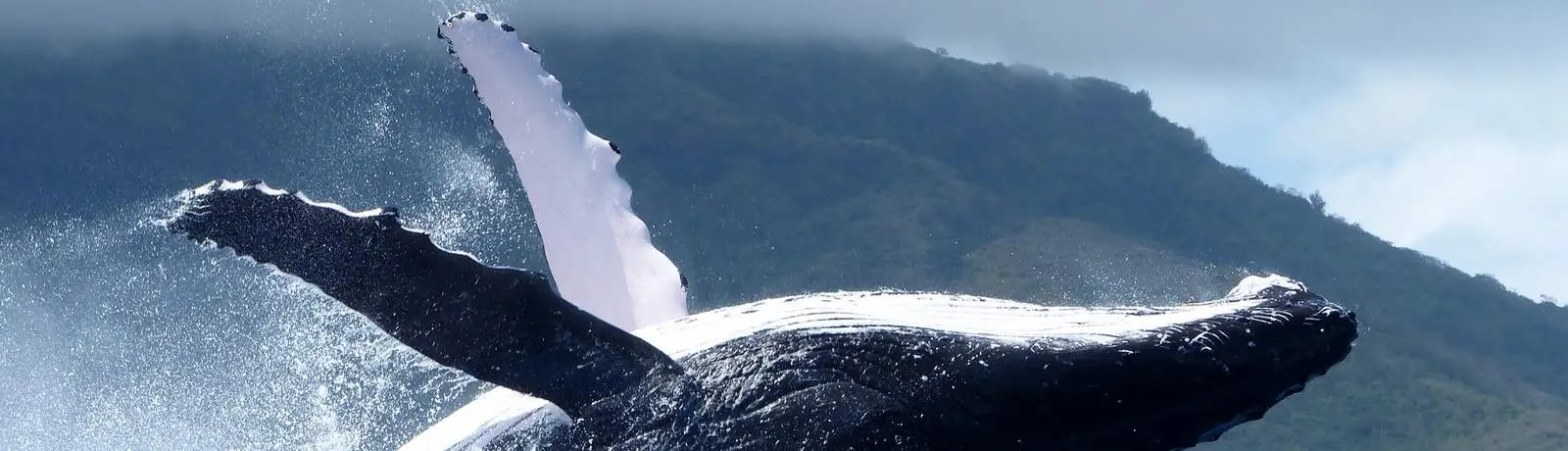 bora-bora-private-whale-watching-day-cruiser-boat-tour-header