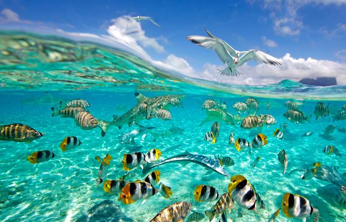 bora-bora-snorkeling-tour-full-day