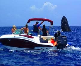 day-cruiser-boat-whale-watching-bora-bora-private-tour