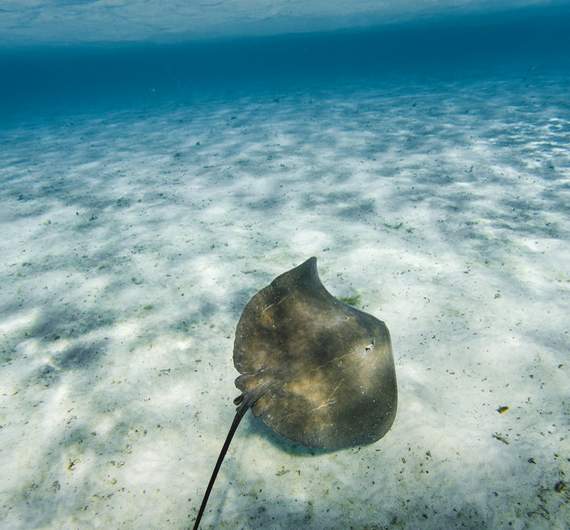 stingray-snorkeling-tour-luxury-half-day-bora-bora